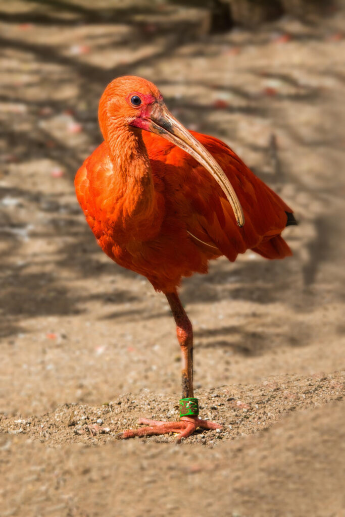 ibis rosso