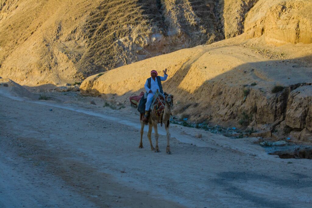 Israele cammello